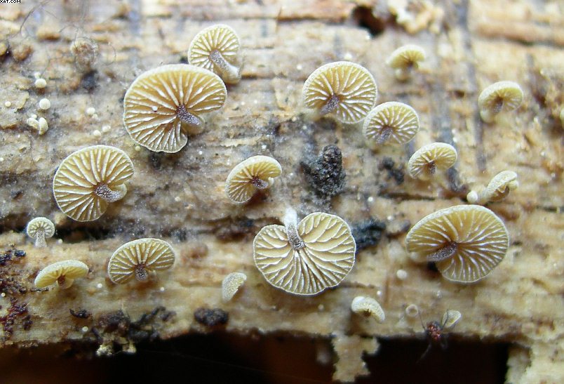 Simocybe haustellaris   ( Fr. )   Watling